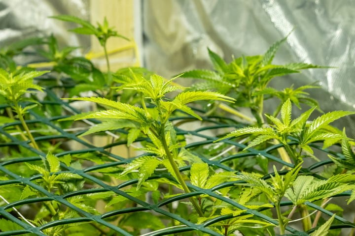 begin training clones in vegetative stage