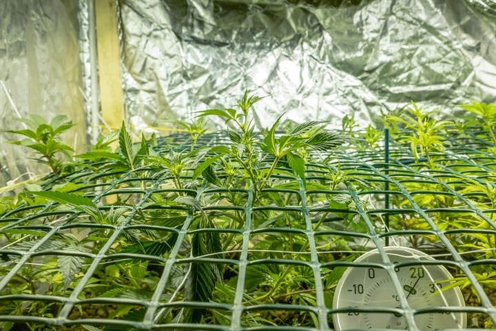 how to set up a scrog screen