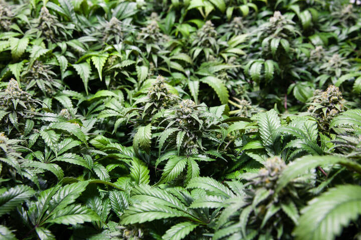 what is sea of green
