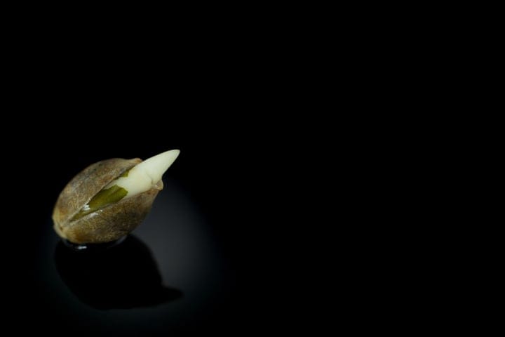 temperature for cannabis seed germination