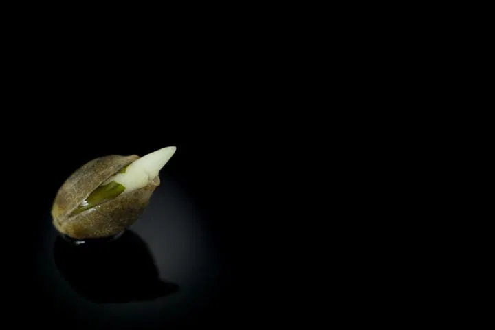 temperature for cannabis seed germination