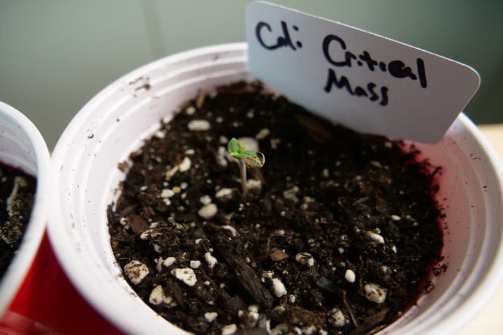 seedling stage of cannabis growth