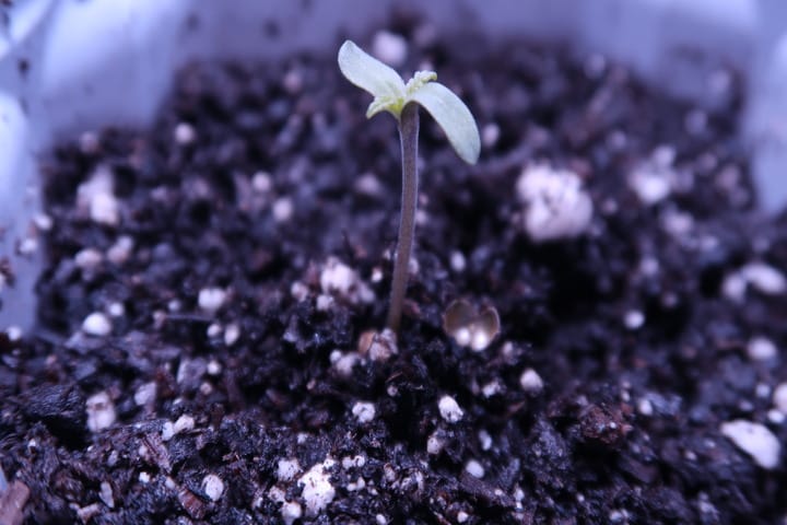 what cannabis plant growth looks like seedling