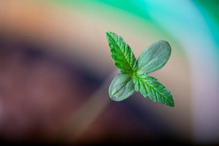 tips for healthy seedlings