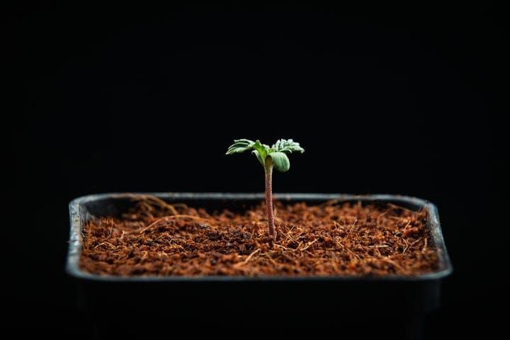 what temperature for cannabis seedlings