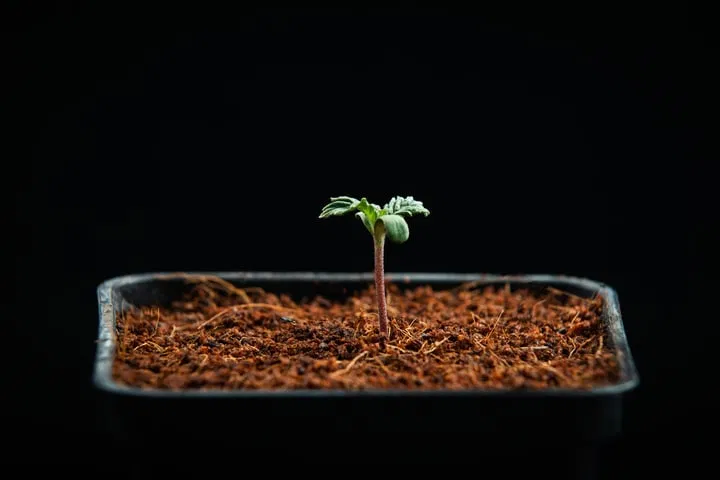 what temperature for cannabis seedlings