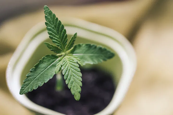 what size pot for seedlings?