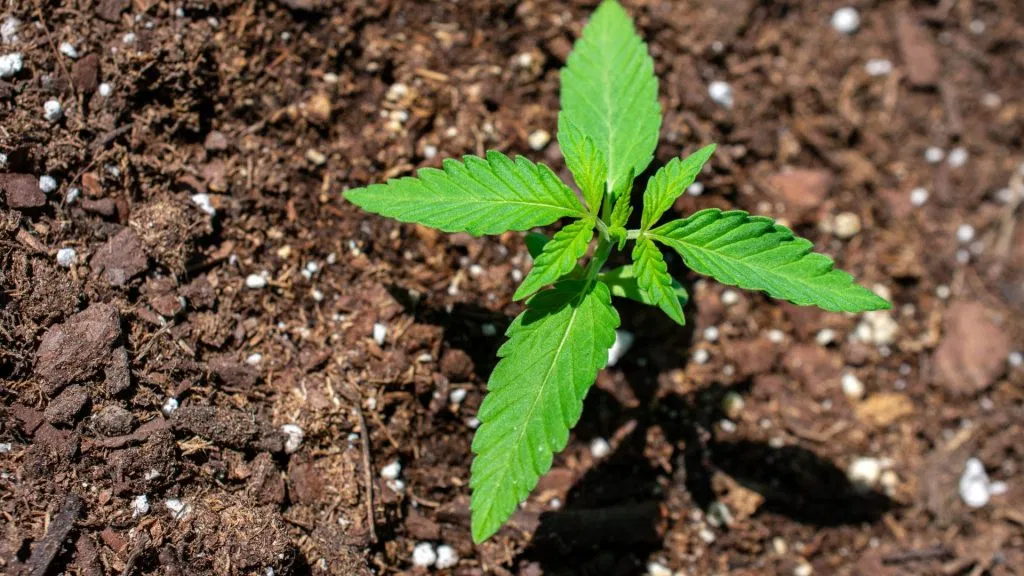 Cannabis Seedling In Soil
