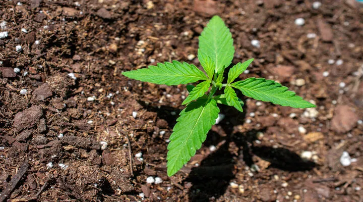 seedling in ground