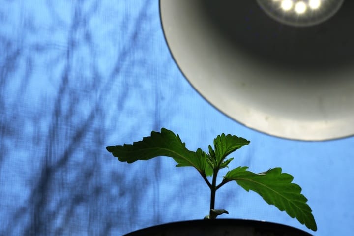 how much light to give a baby weed plant