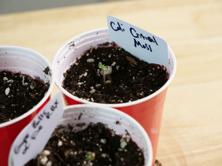 best properties for cannabis soil