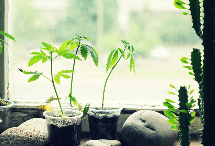 cannabis seedlings need air exchange