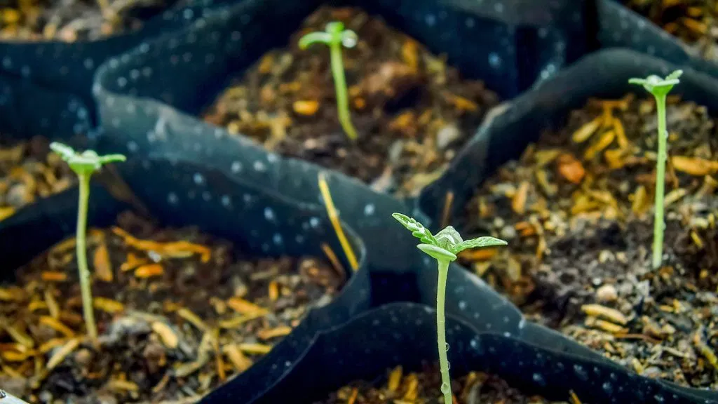 Seedlings Coming Through The Soil