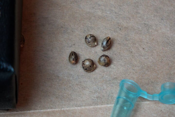cannabis seeds before germination