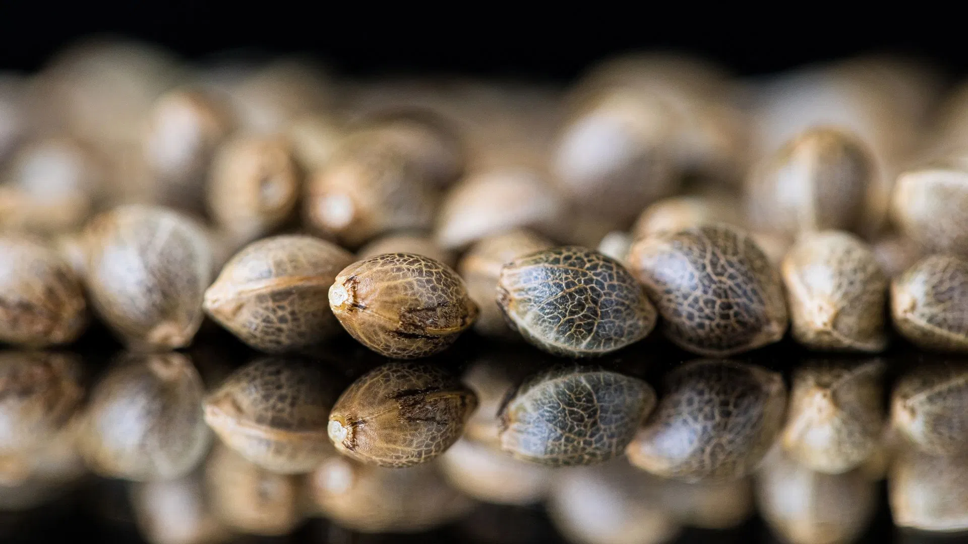 cannabis seeds are the starting point of the plant's journey