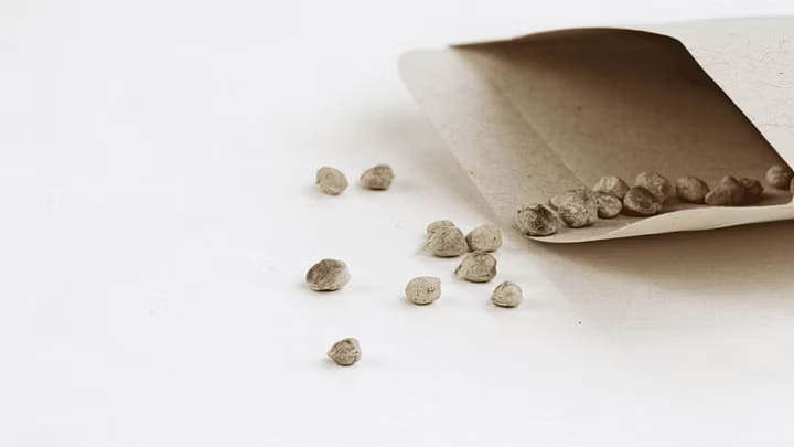 store cannabis seeds in envelope