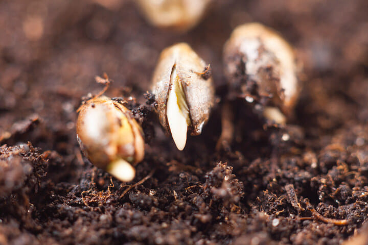 can you germinate seeds in soil?