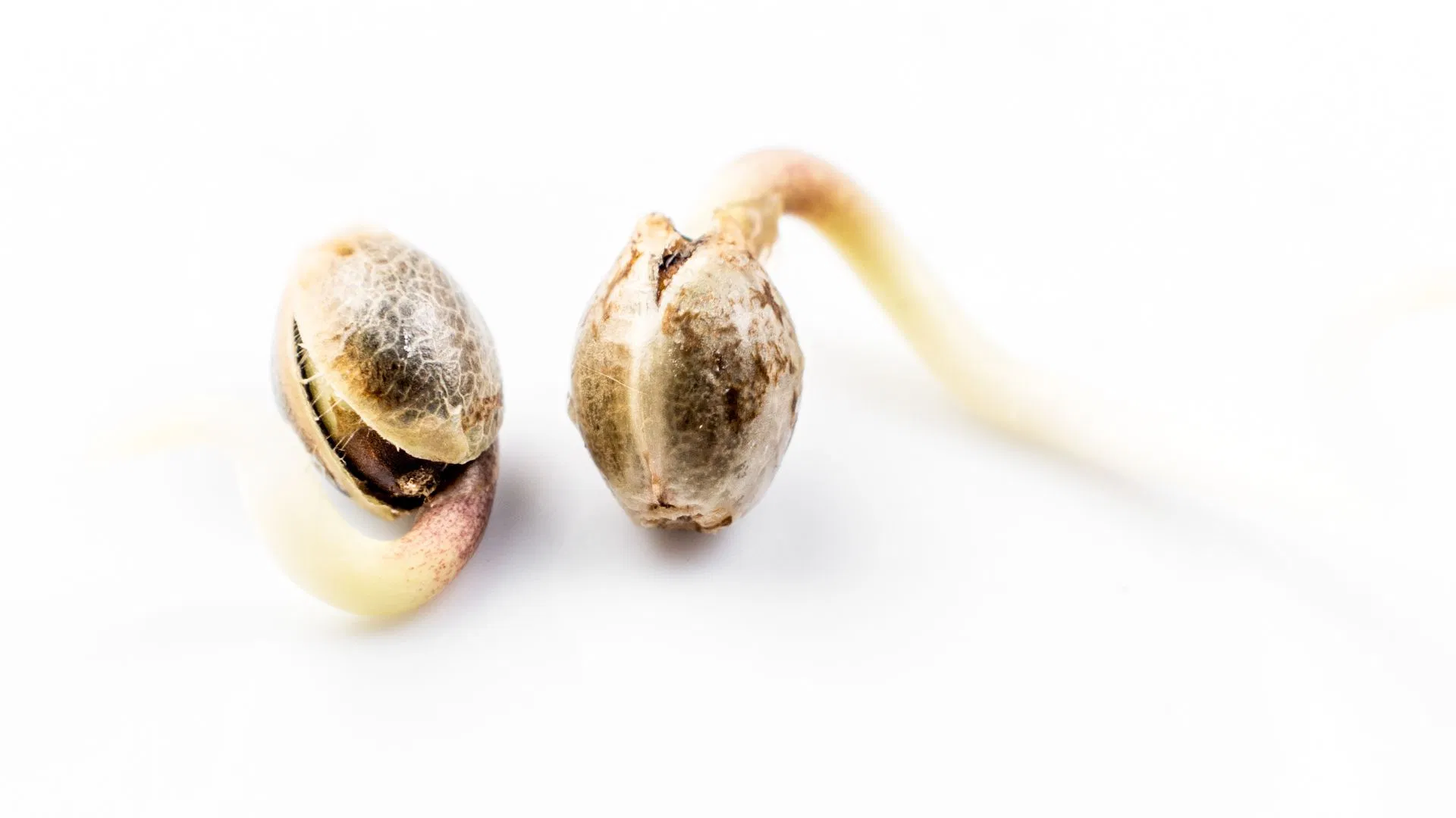 Cannabis seeds produce a taproot upon successful germination