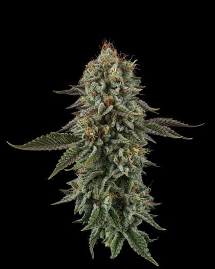 Seedsman Sour Diesel Feminised