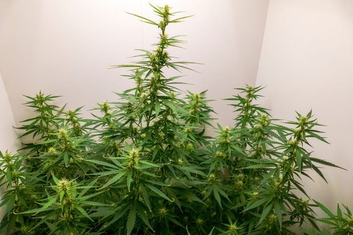 how to manage cannabis plant height
