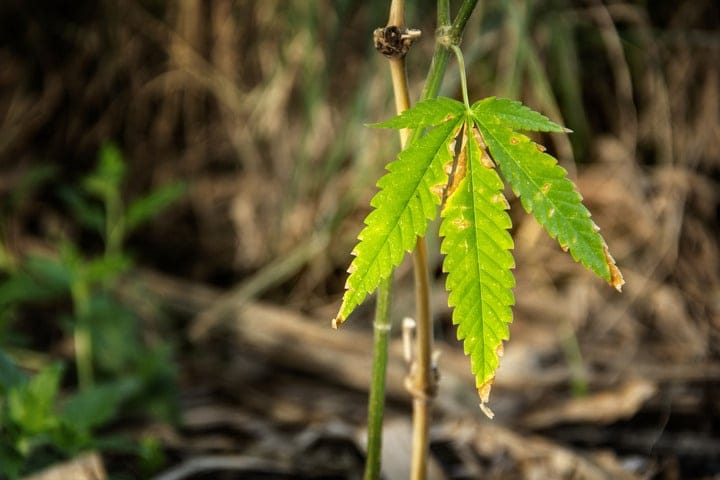 how to read cannabis plant before feeding