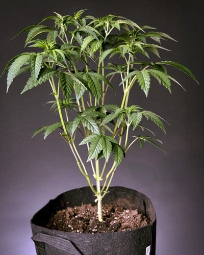 autolfowering cannabis