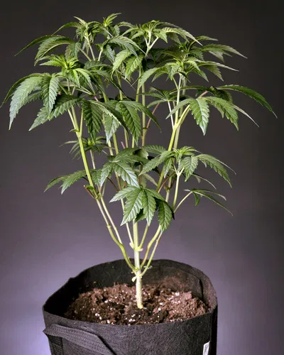 autolfowering cannabis