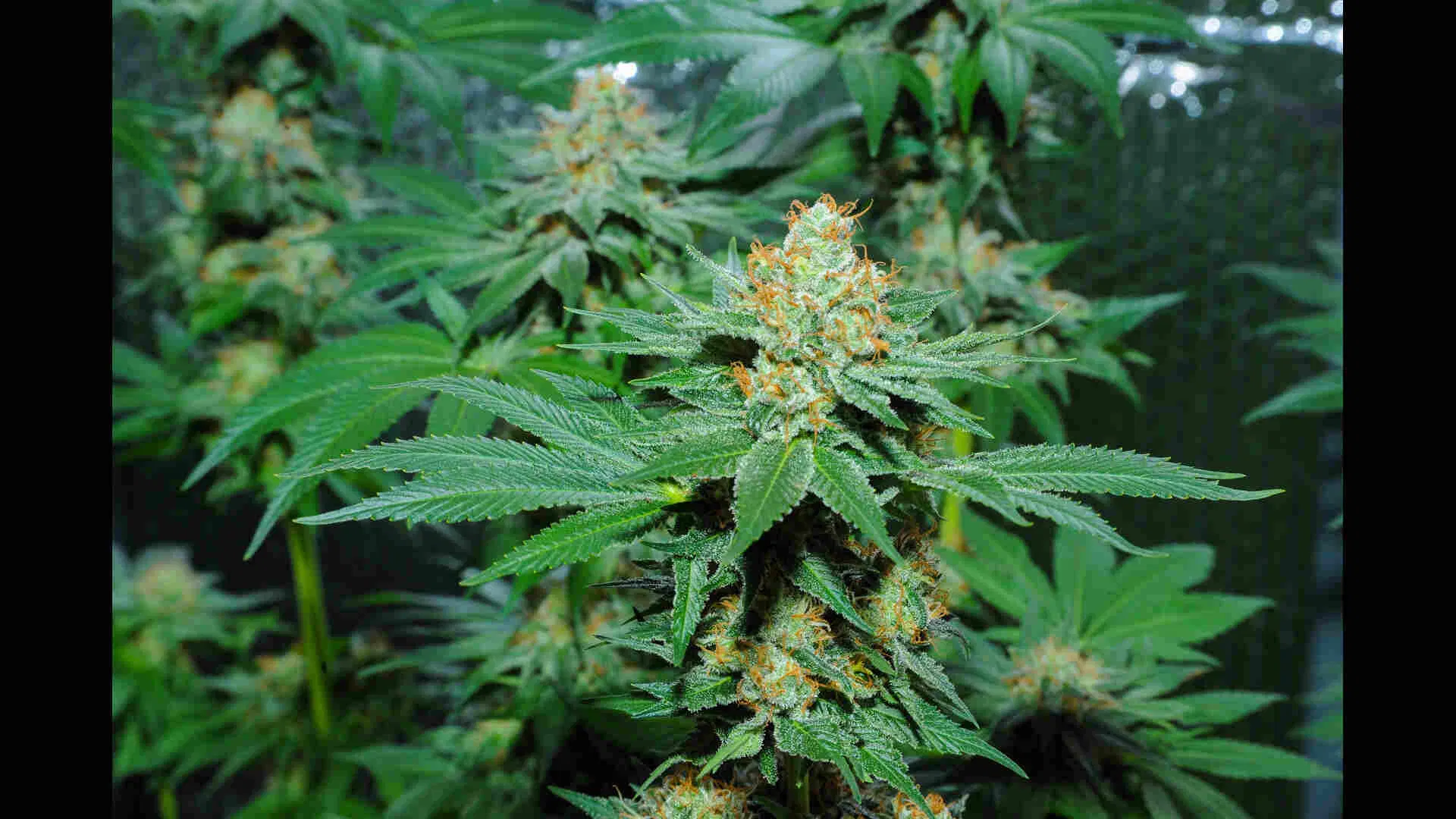 Skunks are notoriously hardy