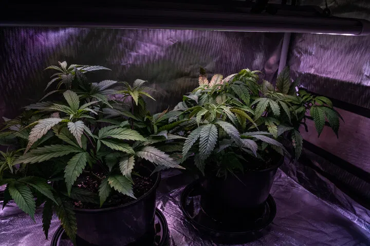 growing cannabis in a small space