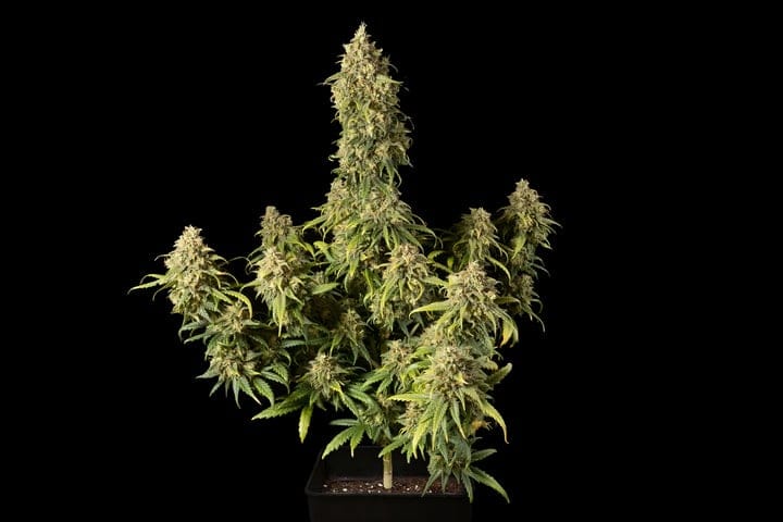 how long does cannabis flowering take