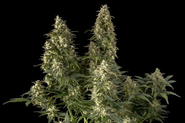 why growers use ruderalis genetics