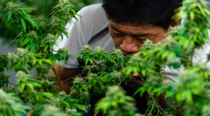 sniffing cannabis