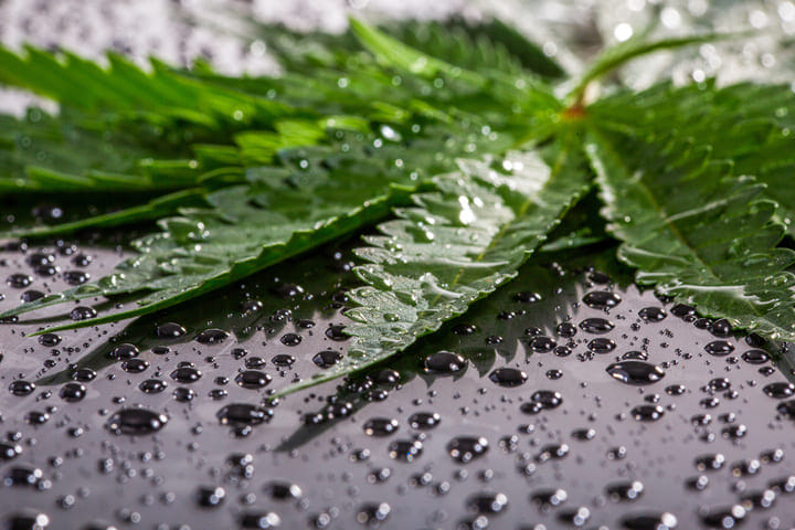 should weather influence cannabis harvest