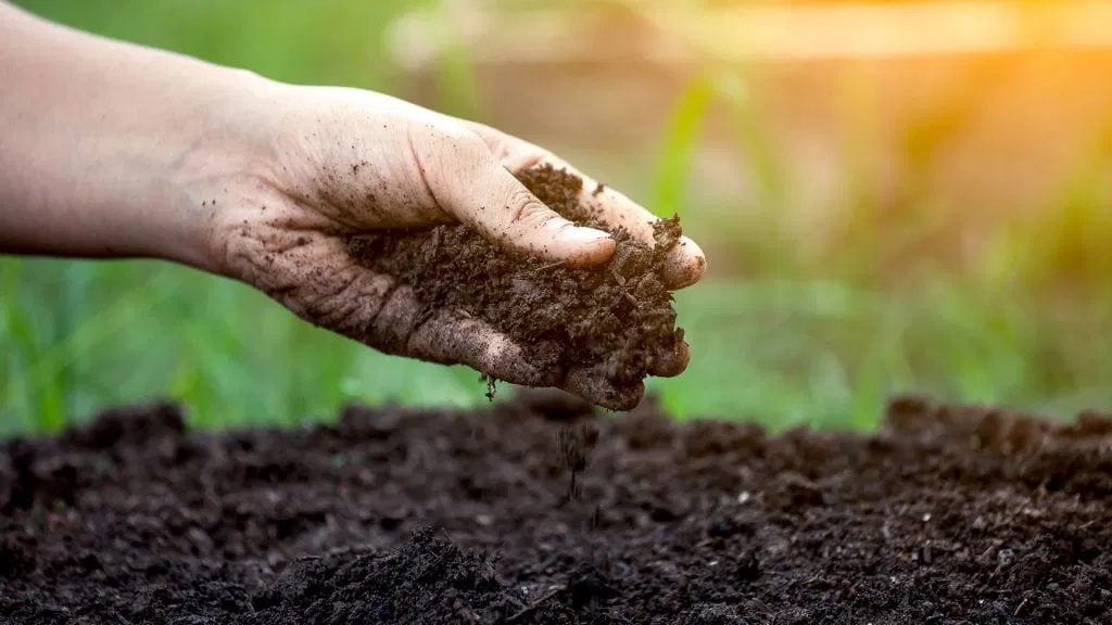 Checking Soil Quality By Hand