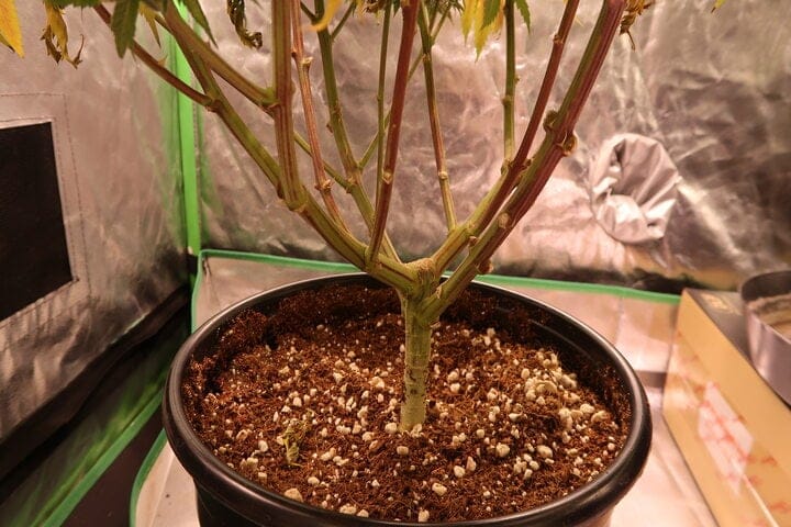 what improves soil aeration for autoflowers?