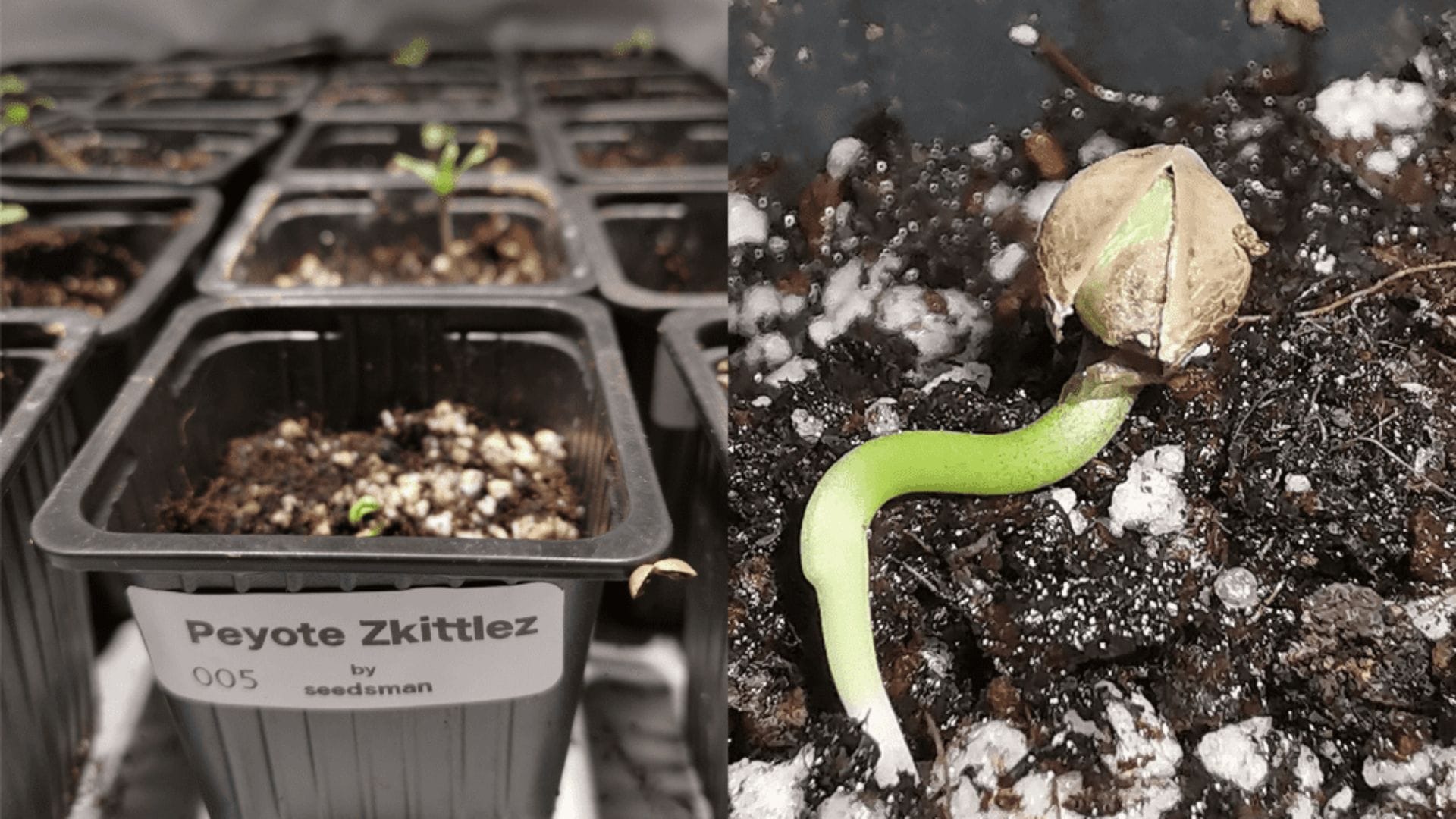 You can germinate cannabs seeds directly in the soil