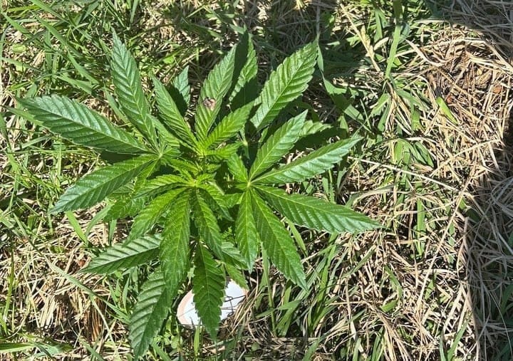 sour diesel