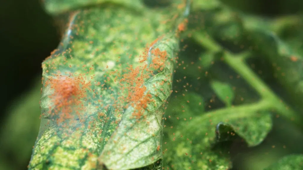 Spider Mites on Leaves