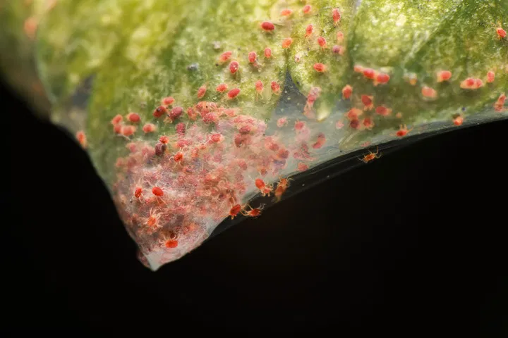 how to control cannabis pests