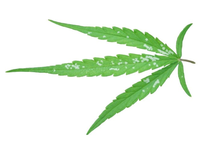spotted cannabis leaf