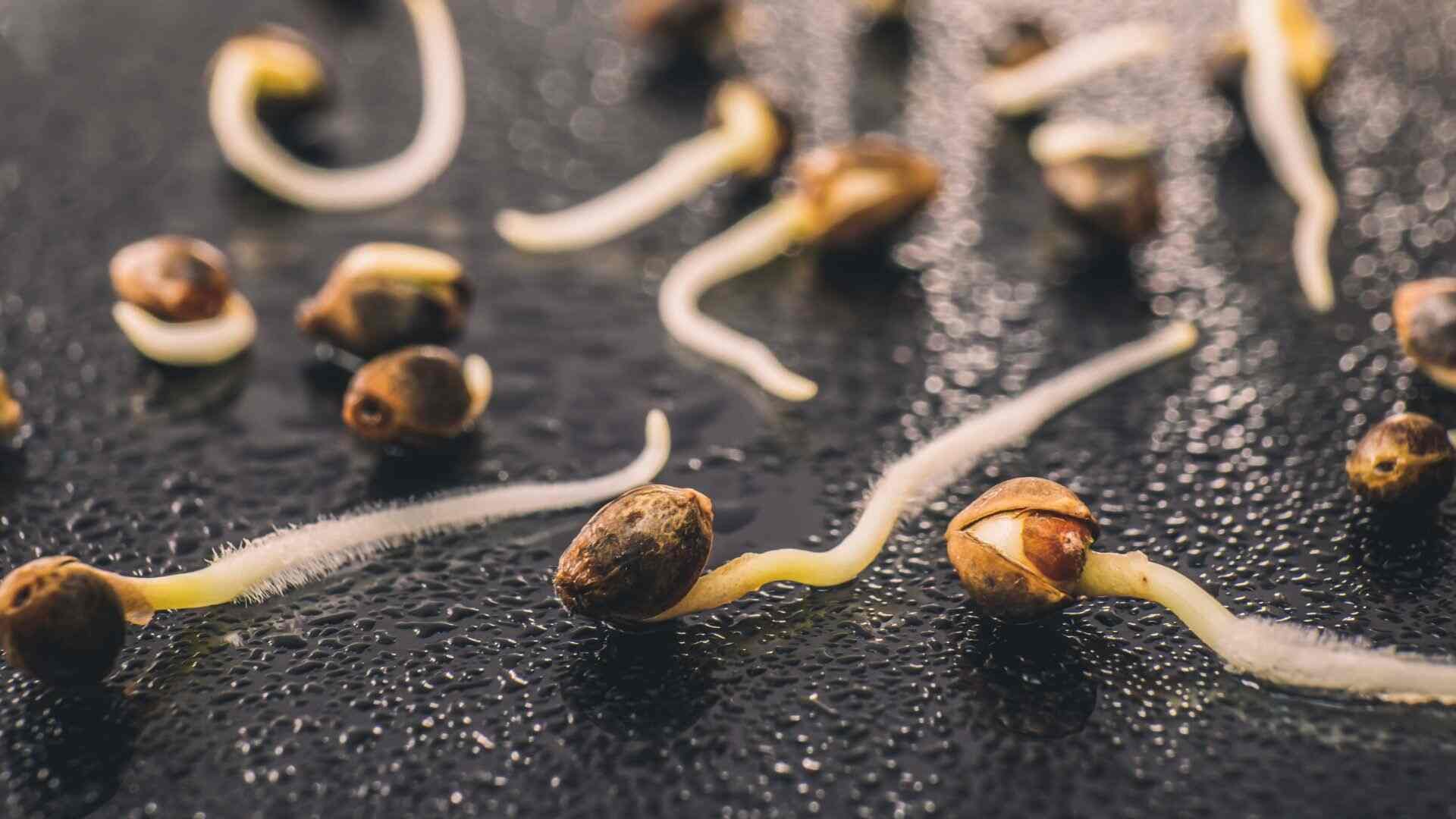 this diagram illustrates epigenetic imprinting