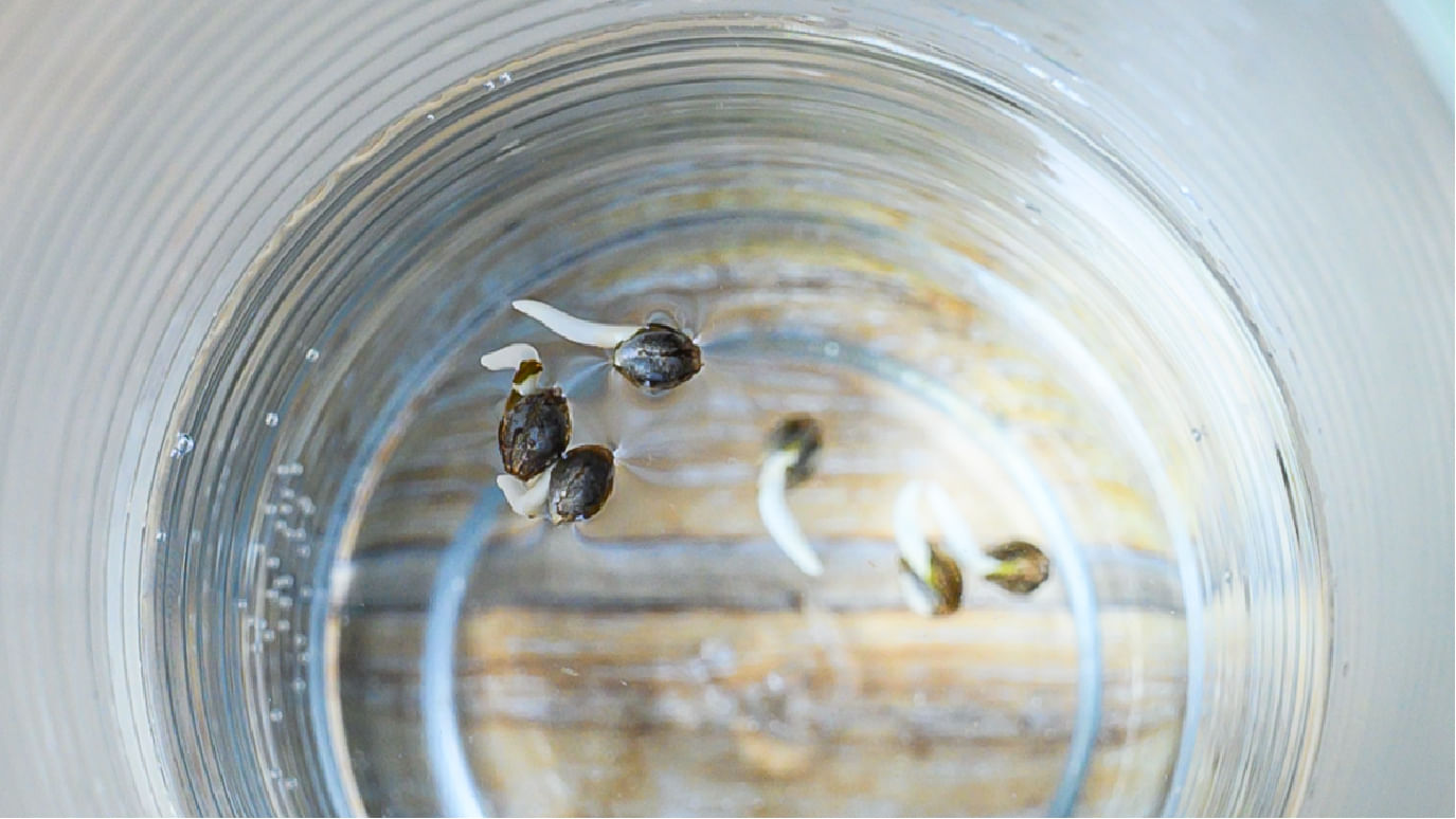 glass water method germinate cannabis seeds