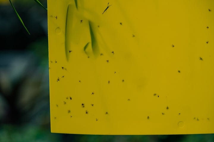 pest prevention is key