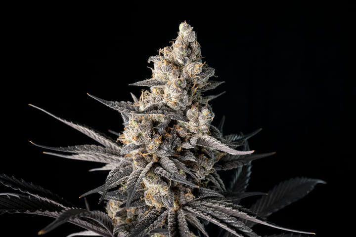Seedsman strawberry banana grape