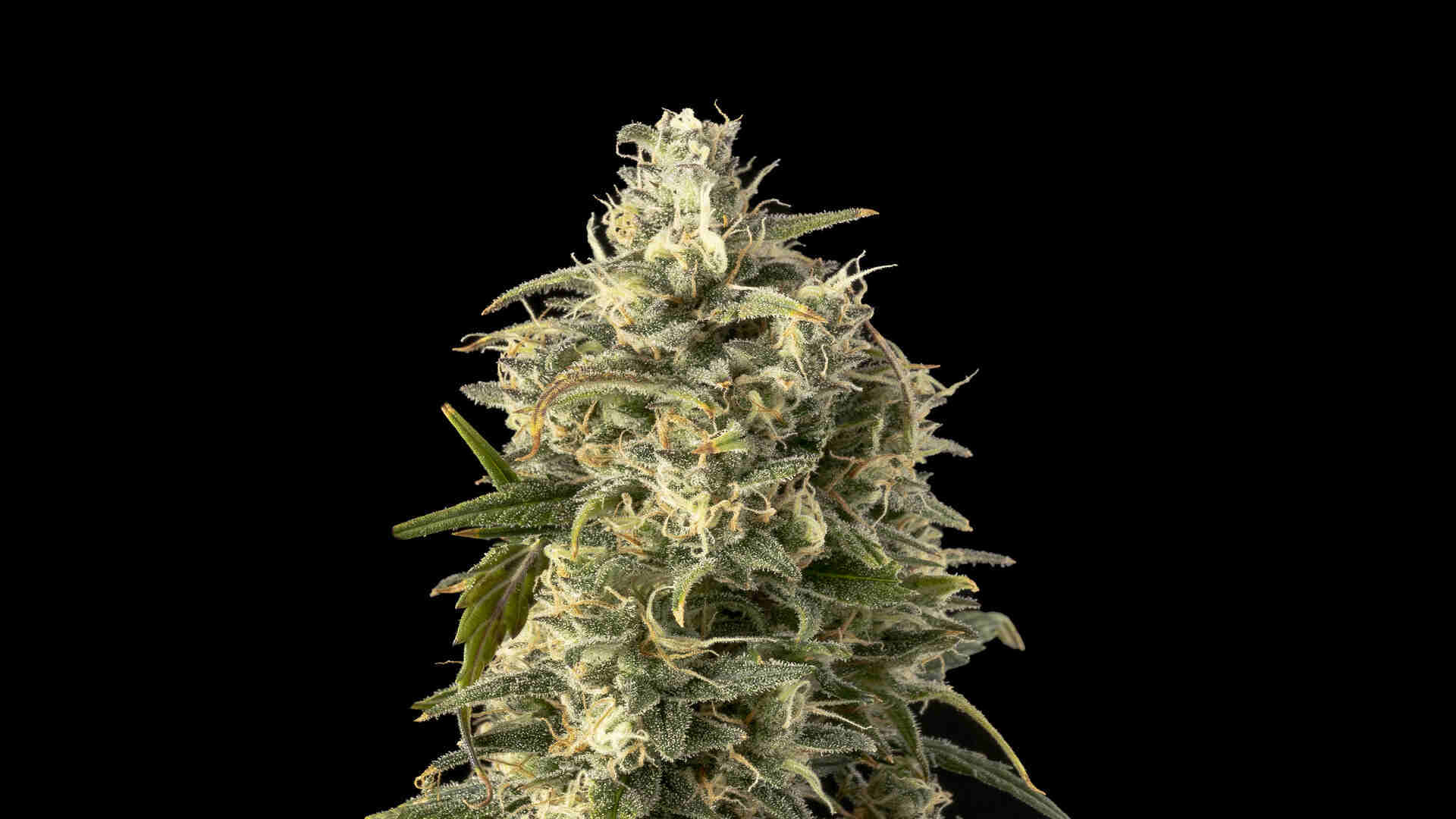 Seedsman Strawberry Cheesecake Auto