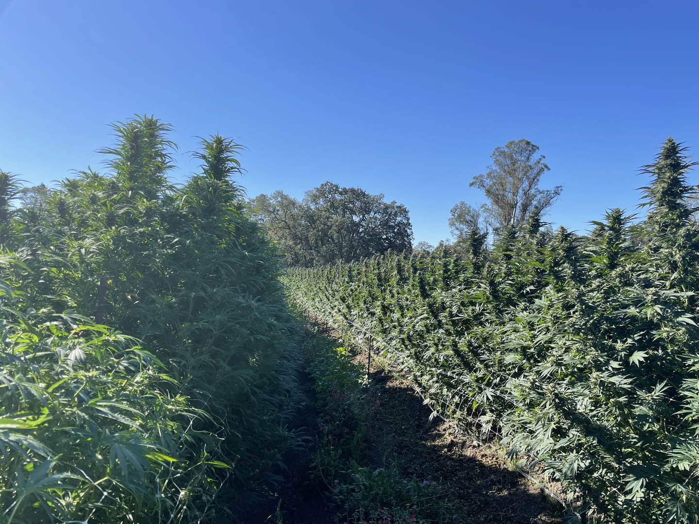 Chemotype refers to the plant's chemical make-up