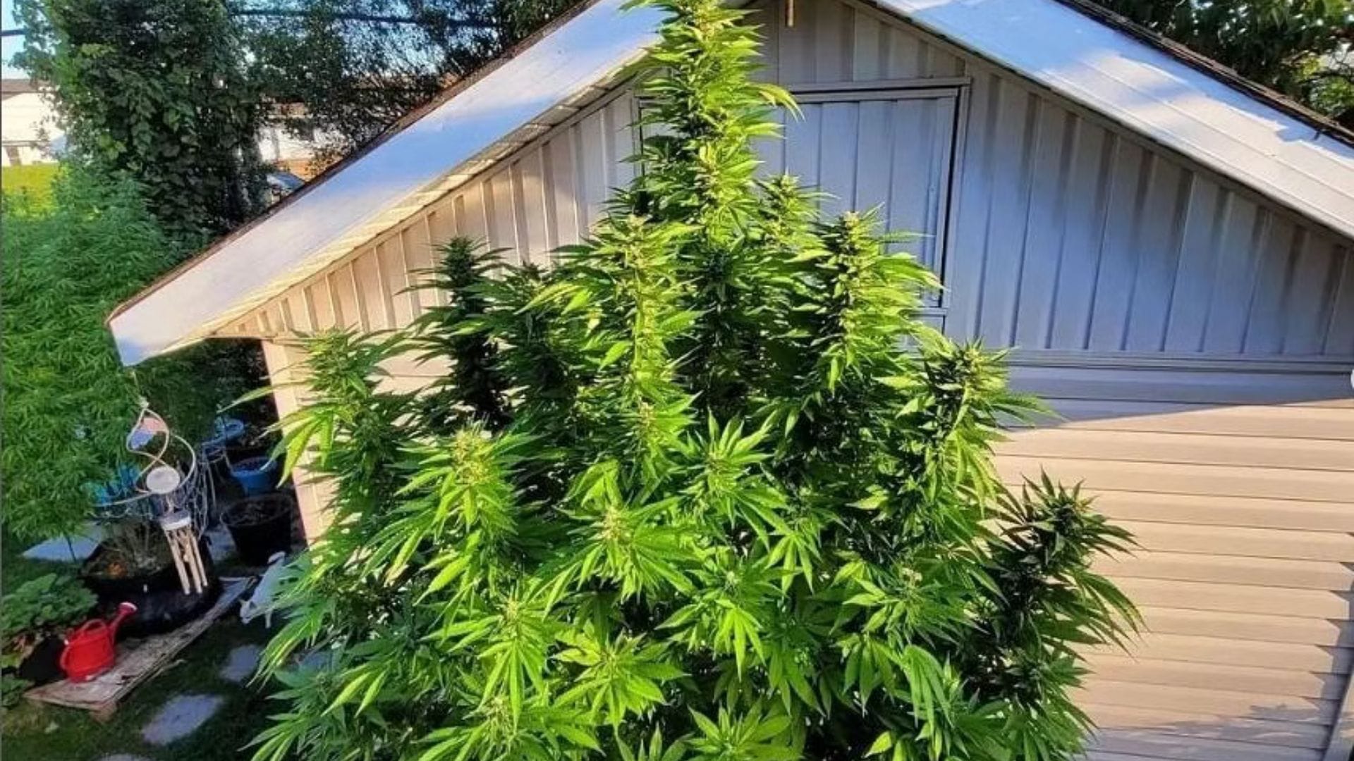 The tallest known cannabis plant grew to 24 feet