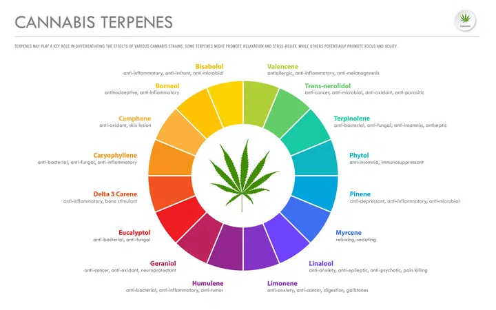 cannabis terpenes contribute to aroma and flavor