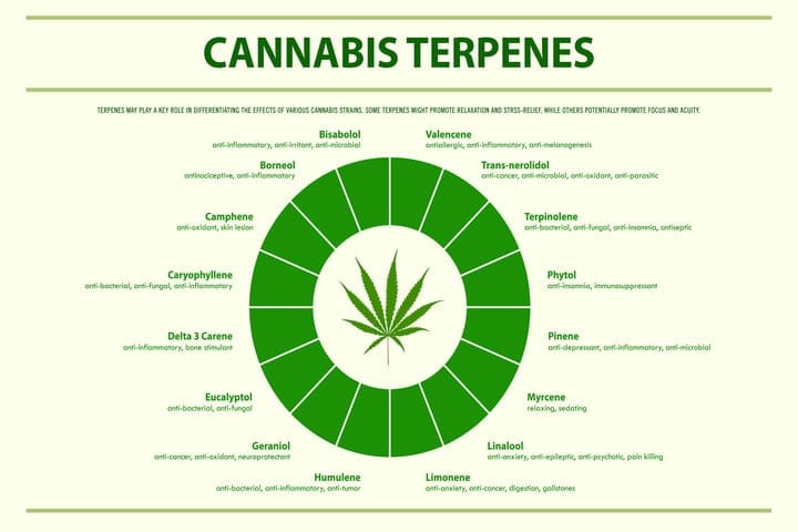 do terpenes cause cannabis smell