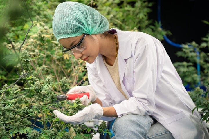 setting humidity for terpene development